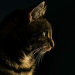 Getigerte Katze im dunklen Schatten