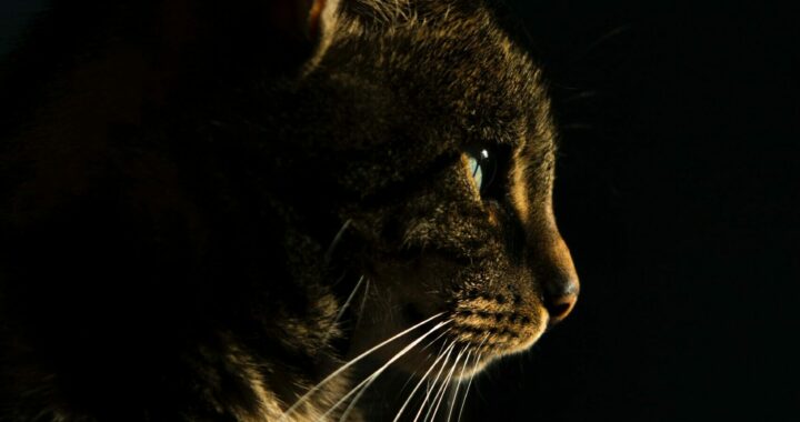 Getigerte Katze im dunklen Schatten